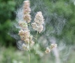 Environmental DNA could help better understand grasses that cause allergies
