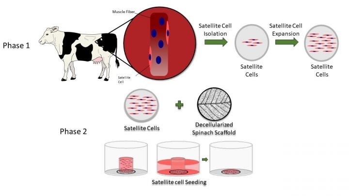 New study could help develop cultured meat using decellularized spinach leaves