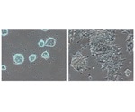 Study reveals molecular mechanisms involved in the maintenance of naïve embryonic stem cells