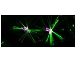 Fluorescent chemical dye helps track specific motor protein within cells
