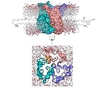 Study maps structure, mechanism of membrane enzyme that has a role in chronic inflammation, cancer