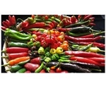 New chilli hybrids can have better disease resistance, boost productivity
