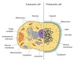 What are the Differences between Eukaryotes and Prokaryotes?