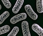 Researchers find effective combination of therapies for managing mitochondrial disease