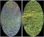 New fluorescent polymer binds to blood in fingerprint to create high-contrast images