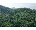 Tropical forests can capture CO2 into soils and reduce its emission