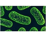 Mitochondrial DNA mutations reduce death risk in patients with bowel cancer