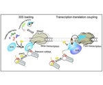 Study reveals RNA regulatory mechanisms within transcription-translation couplings