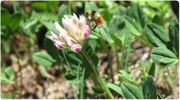 Researchers discover new species of bumblebee through genome sequencing