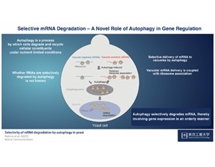 Study shows that autophagy plays a key role in messenger RNA degradation