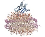 Study reveals key lipid-binding protein that contributes to cancer