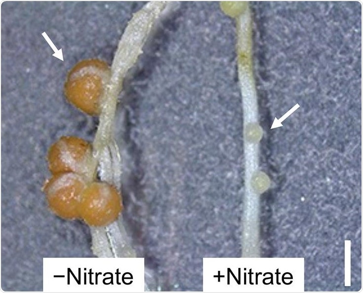 Study shows how nitrate presence controls nodule formation in legumes