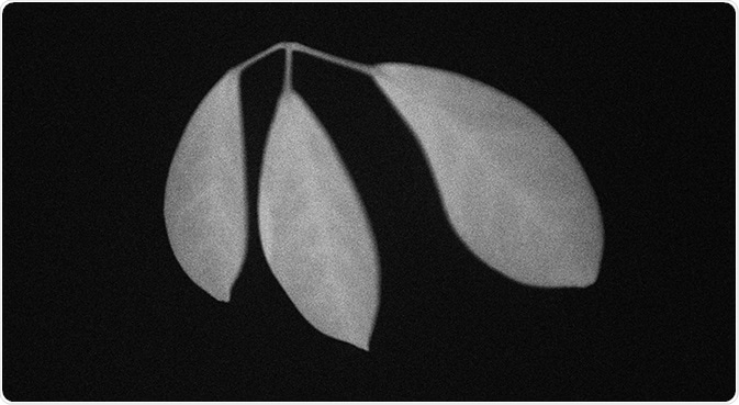 Delayed fluorescence of ornamental plants (exposure for 10 seconds after 10 seconds of excitation light quenching).