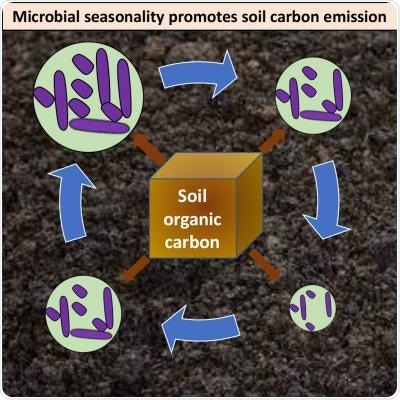 Microbial seasonality has a significant impact on global carbon emissions