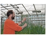 Non-specific lipid transfer proteins help improve wheat tolerance