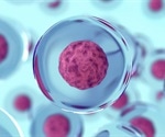 Study unravels a crucial element that influences gene expression in blood stem cells