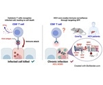Study finds unique molecular mechanism by which Hepatitis C virus evades host’s immune system