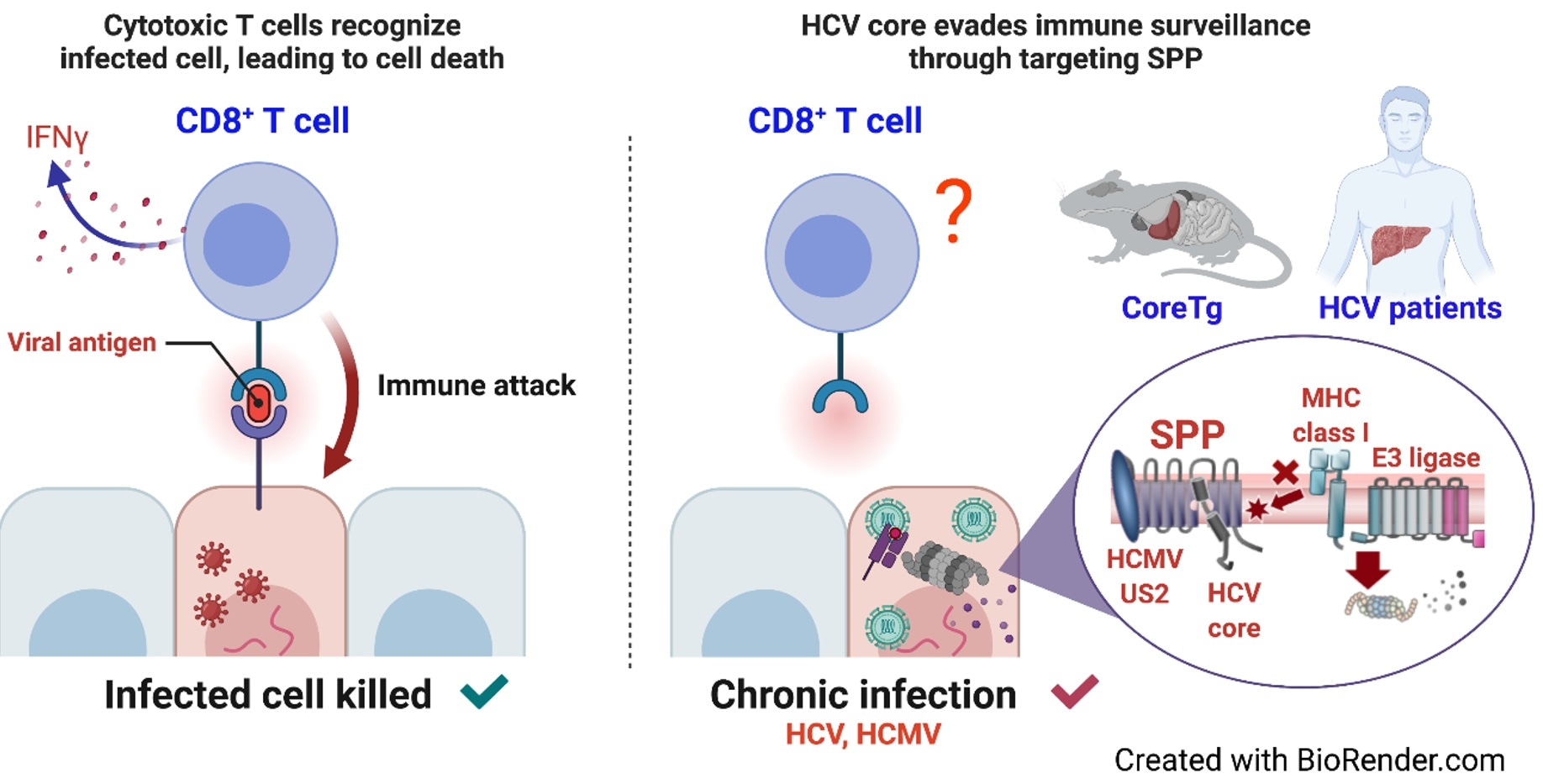 Study finds unique molecular mechanism by which Hepatitis C virus evades host’s immune system