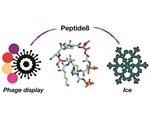 Phage display platform helps discover new antifreeze proteins