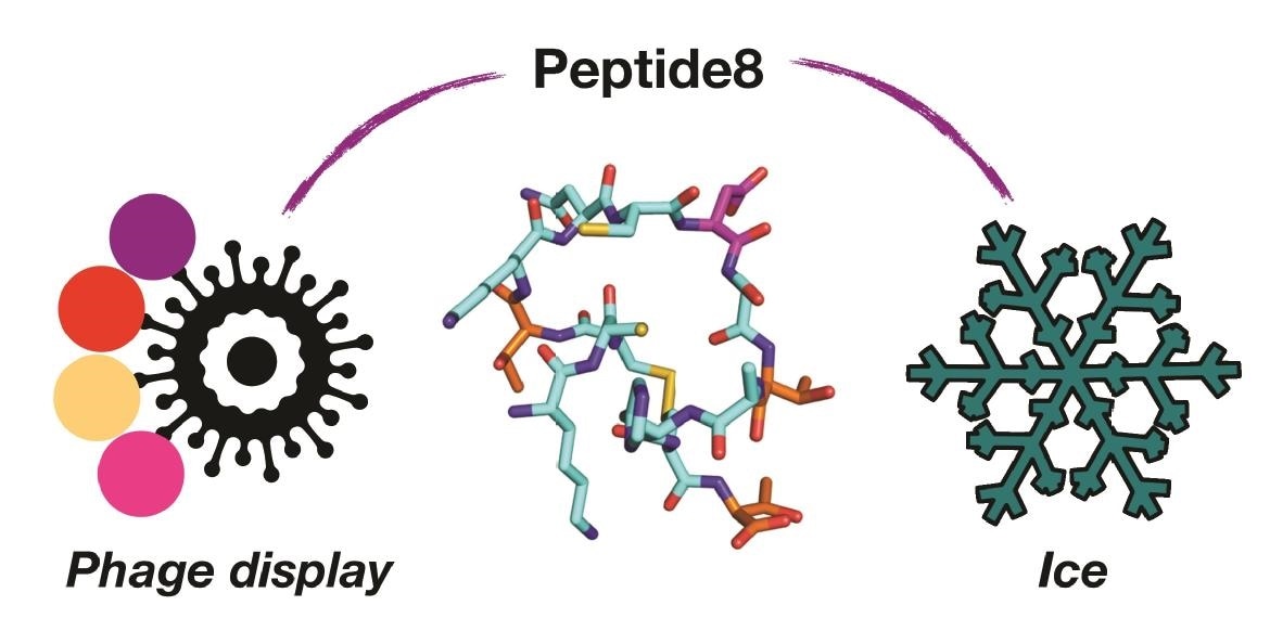 Phage display platform helps discover new antifreeze proteins