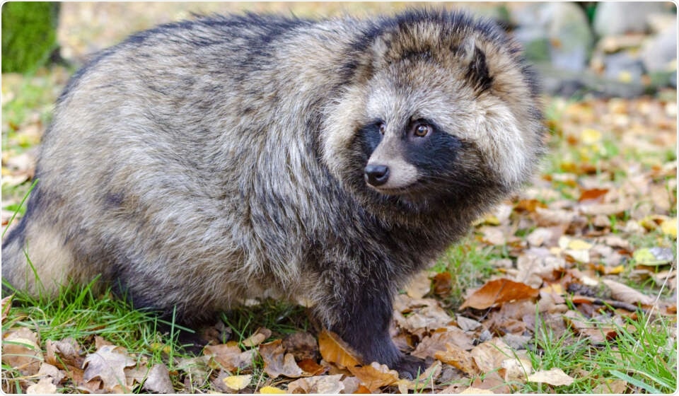 Researchers sequence genome of raccoon dogs that are reservoir hosts for coronaviruses