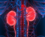 Changes in protein provide a better understanding of age-related changes in the kidney