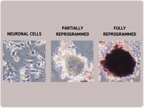 Chemical fingerprints help assess the reprogramming of regular cells into stem cells