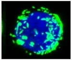 Higher density mediates receptor activation in immune cells