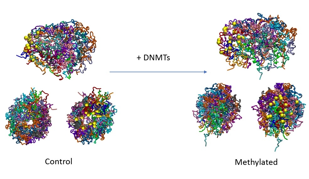 Study describes the impact of DNA methylation on the 3D structure of genome