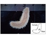 New species of marine scale worm give evidence of male dwarfism