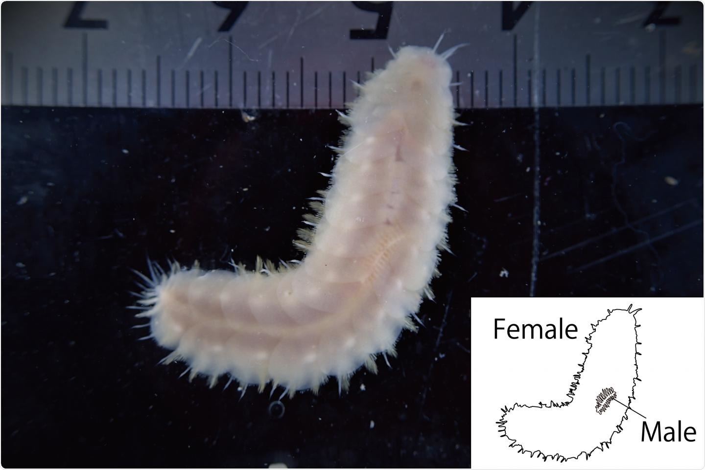 New species of marine scale worm give evidence of male dwarfism