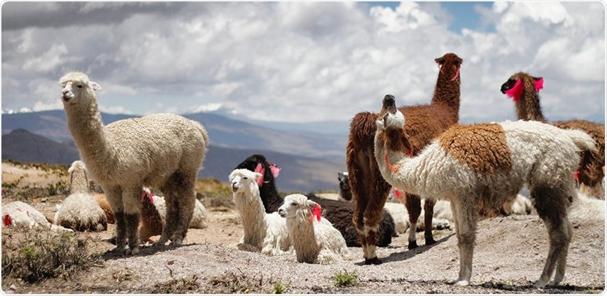 Study employs llama nanobodies to hunt human cytomegalovirus