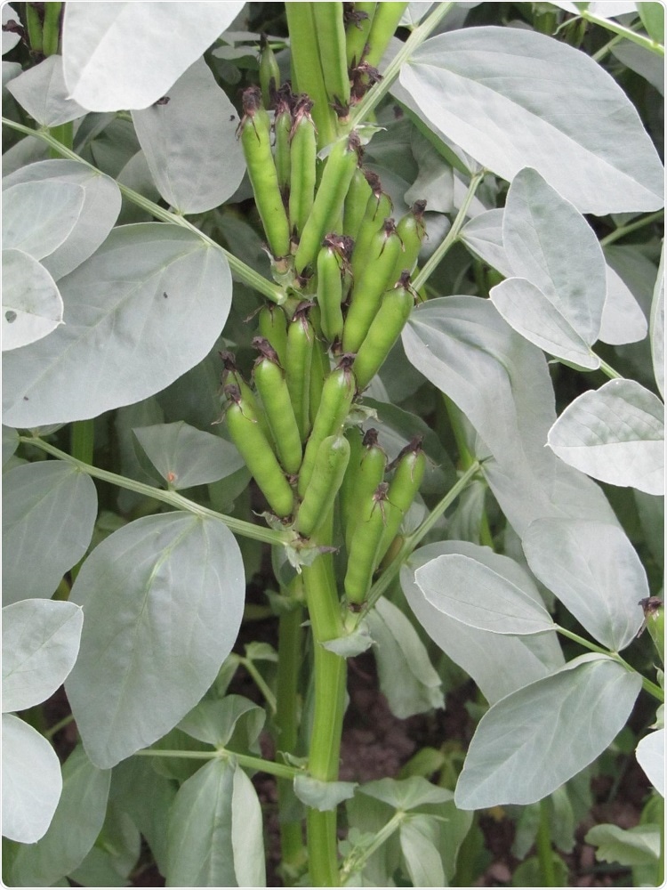Researchers identify gene responsible for vicine-convicine content in faba beans