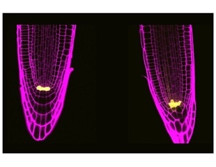 Two plant stem cell proteins control the division of cells and their response to stress