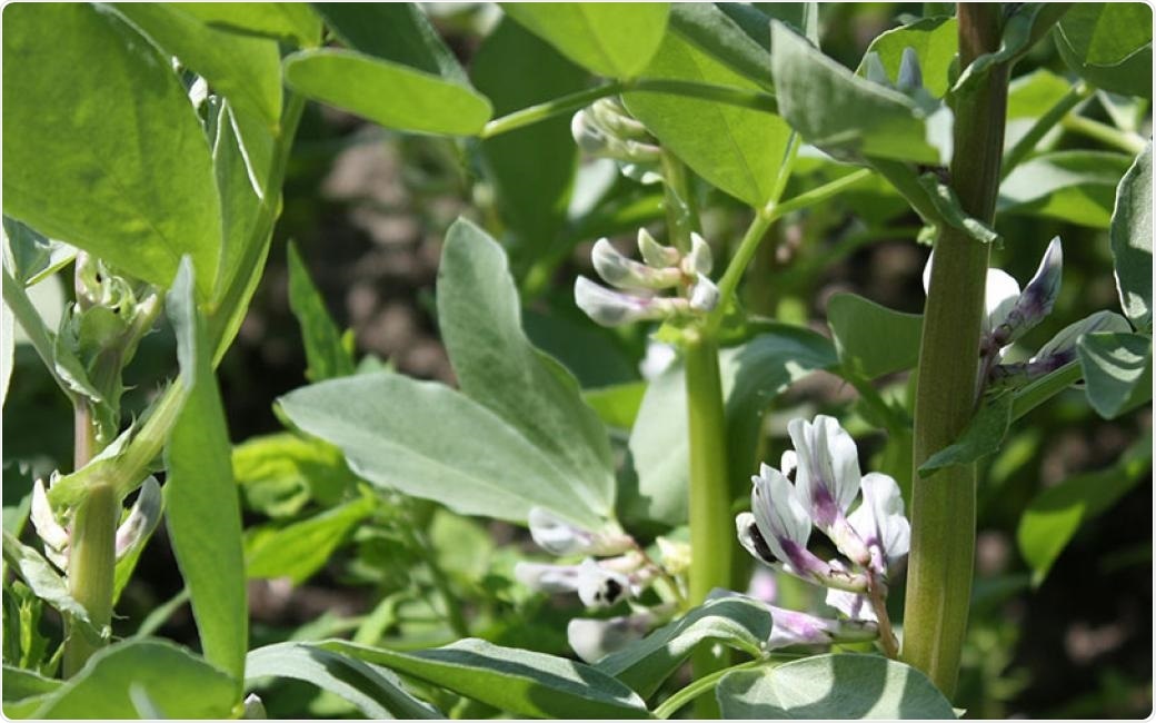 Study identifies the gene responsible for toxic vicine and convicine production in faba beans