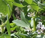 Study identifies the gene responsible for toxic vicine and convicine production in faba beans