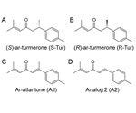 Study discloses neuroprotective properties of aromatic turmerone and its derivatives