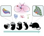 Study decodes genetic program responsible for development of mammalian cerebellum
