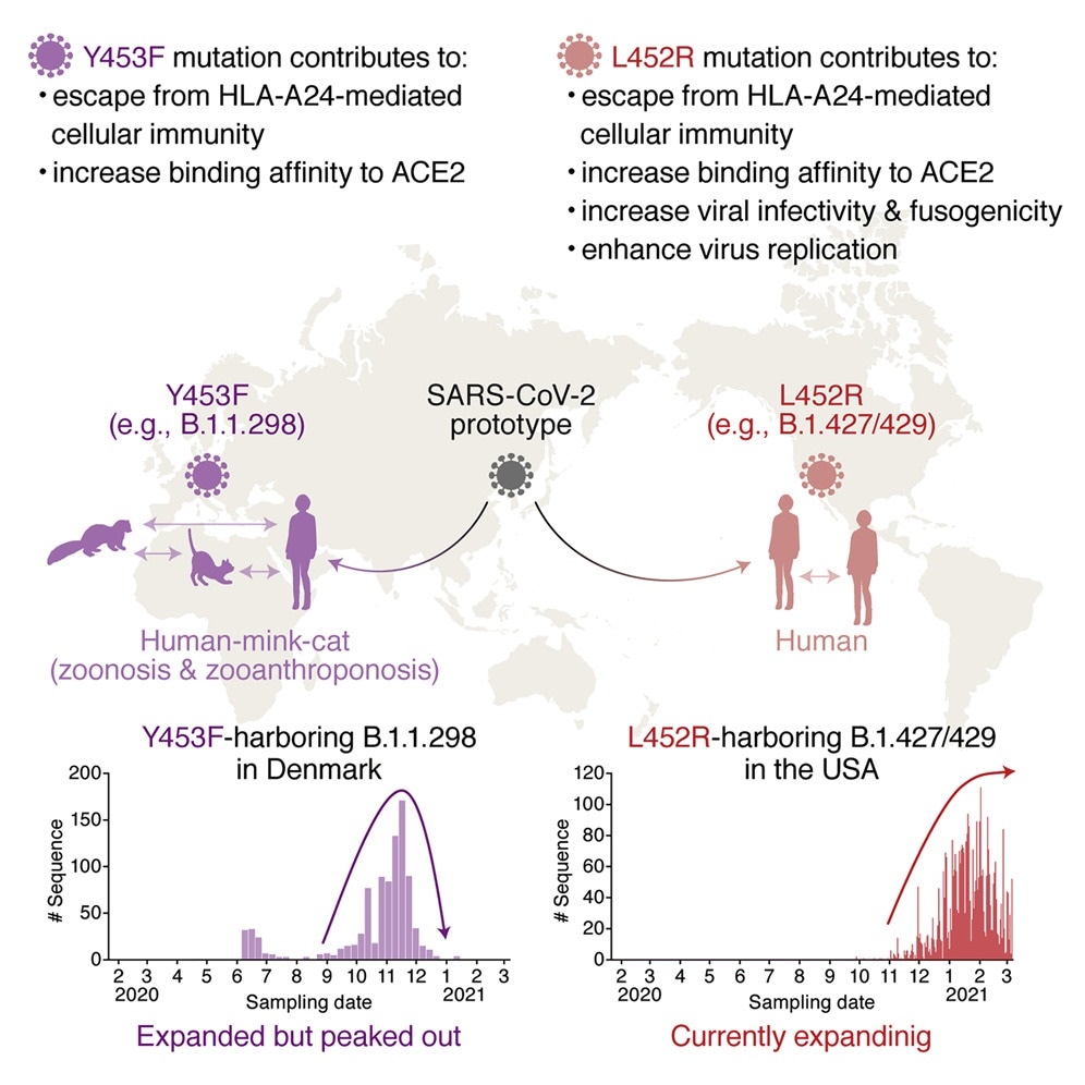 L452R mutation of SARS-CoV-2 spike protein is involved in cellular immunity evasion