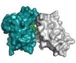 New screening method allows identification of drugs that glue proteins together