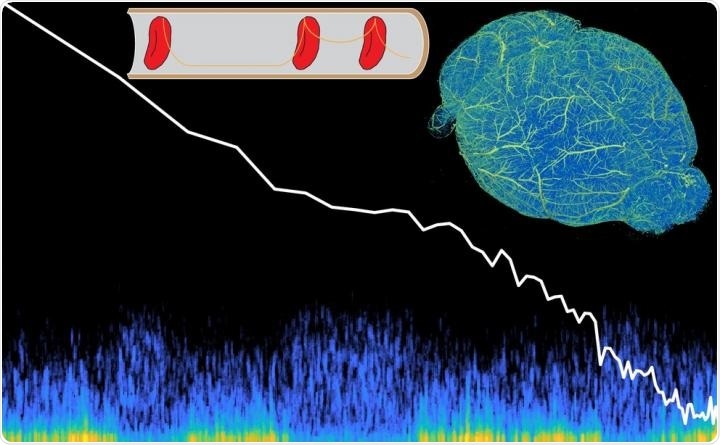Study reveals the basis of oxygenation fluctuations in brain