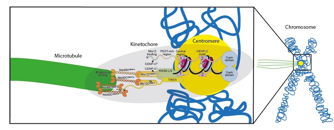 Kinetochore modeling could help create artificial chromosomes