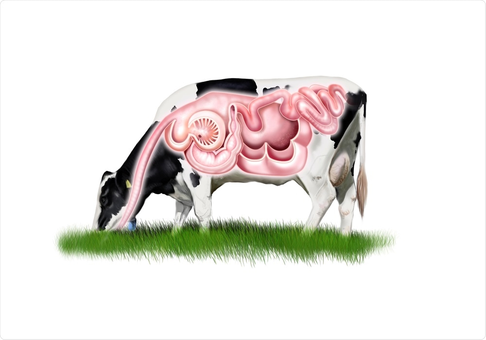 Cows Digestive System