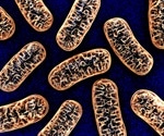 Study identifies a signaling protein that controls the assembly of mitochondria