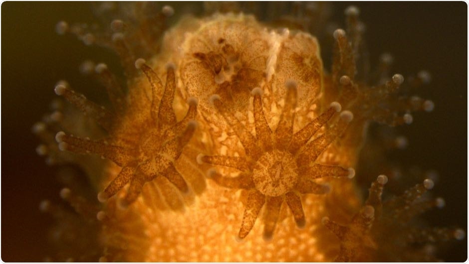Study isolates infection-fighting immune cells in cauliflower coral and starlet sea anemone