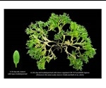 Study identifies gene families responsible for simple leaf development