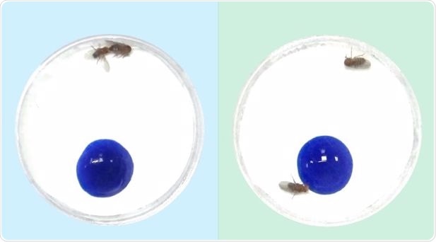Study analyzes the neuronal mechanism of fruit flies in decision making