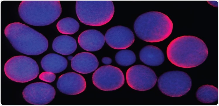 Researchers pinpoint a lack of best practices in mammalian cell culture
