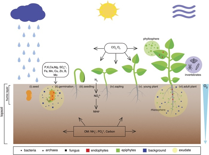 Novel tools can enhance plant root microbiome studies, concludes research