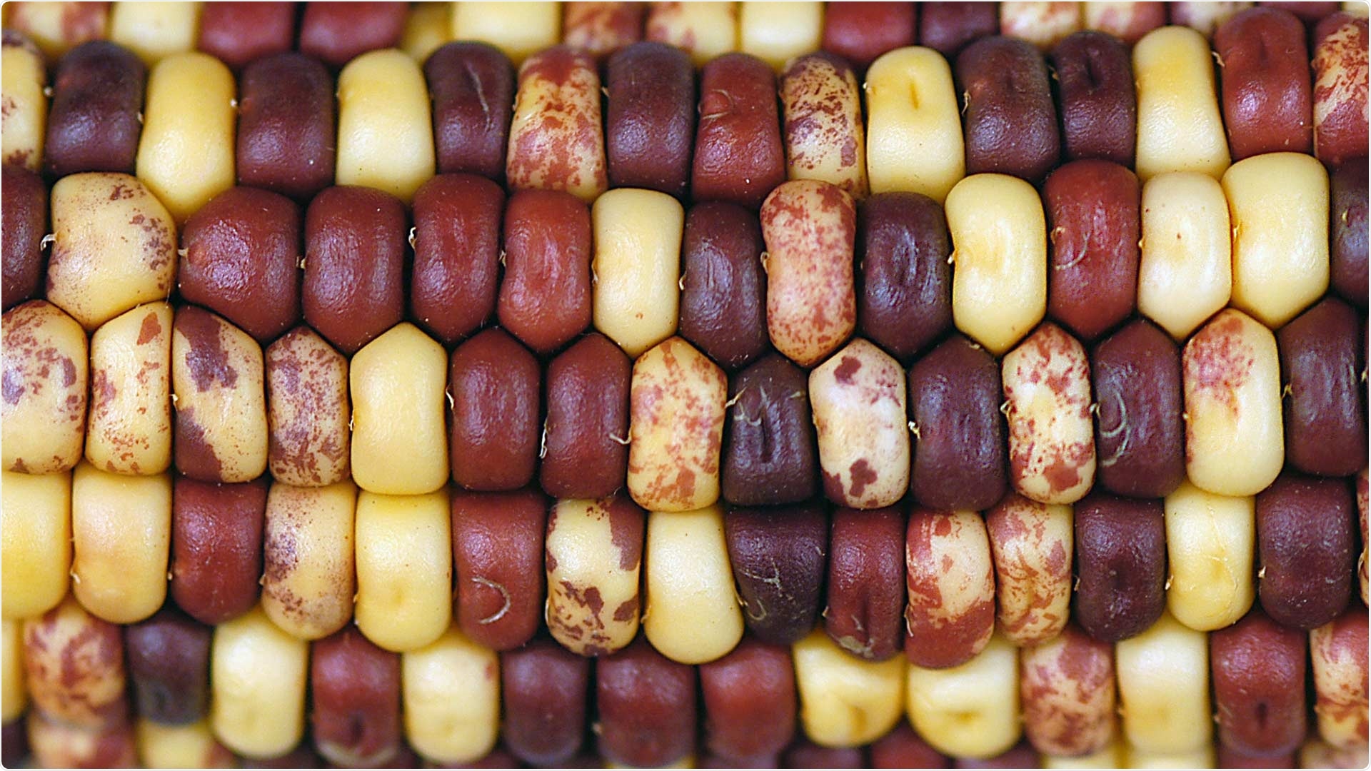 Researchers identify genome sequences of 26 corn strains